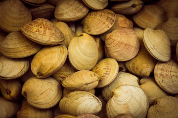 Numerosos caracoles vivos con sus conchas cerradas. Comida marina en estado fresco. 
