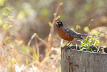 American Robin