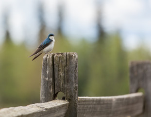 Tree Swallow on a Fence Post
