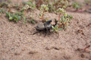 Insecto torito en la arena