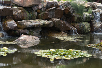 Pond with a waterfall and water plants in the city park on a sunny spring day