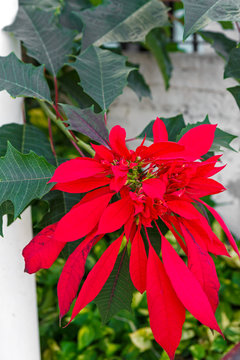 Wild Poinsettia (Euphorbia Cyathophora) Growing In Cuba