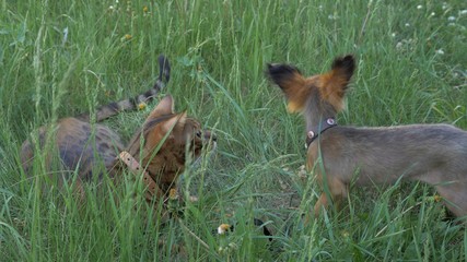 Bengal cat walks in the grass. The dog and the cat are looking away.