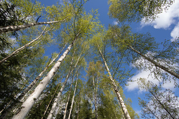 Birch Trees