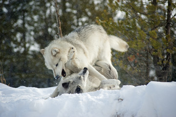 Wolves Yellowstone NP