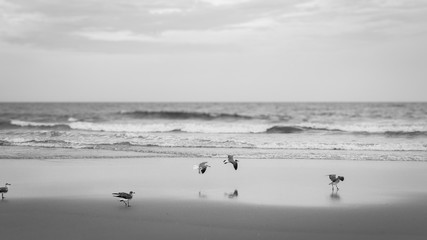 Seagulls on the beach
