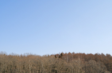 冬　木　空　素材