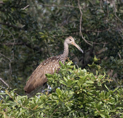Brown and white spotted limpkin bird with a long bill is perched in a green leafy tree.
