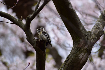 桜をバックにコゲラ