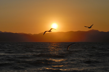 夕日　海鳥　海　素材