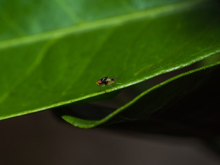 Gnat on a Leaf