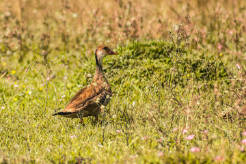 Pato en su habitat