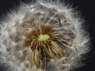 close-up dandelion plant on black background