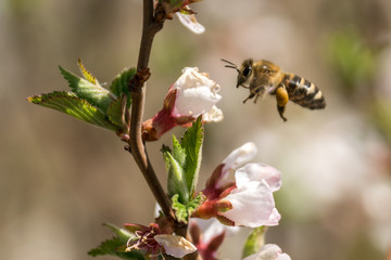 The bee flies to the flower