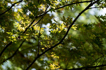 Tree branches with leaves in Dallas city park on a sunny day
