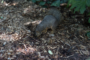 Squirrel in search of its stocks in the city park on a sunny spring day
