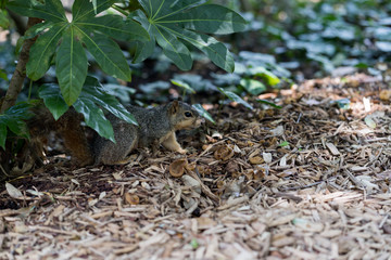 Naklejka na ściany i meble Squirrel in search of its stocks in the city park on a sunny spring day