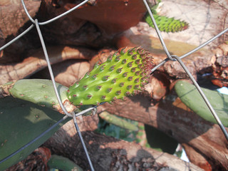 Opuntia ficus-indica sprout better known as fig tree growing among the fence