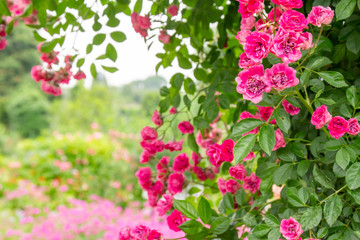 花畑のピンクのバラ門