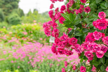 花畑のピンクのバラ門