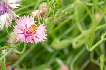 満開のヤグルマギクと蜂