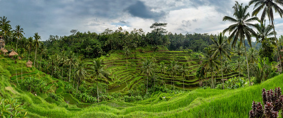 Fototapeta na wymiar Panoramic view of Tegallalang Rice Terrace - Ubud - Bali - Indonesia