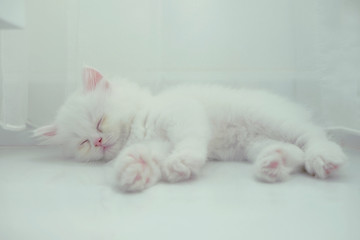 Adorable pure white Persian cat sleeping on the floor with curtain at background