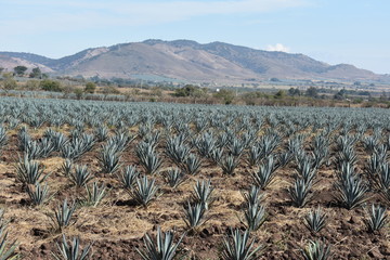 Blue Agave fields - Agave tequilana