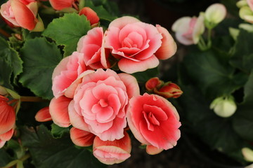 flores