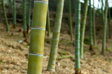 Obraz premium 涼しげな竹林