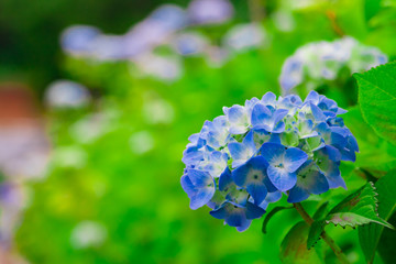 初夏のあじさい