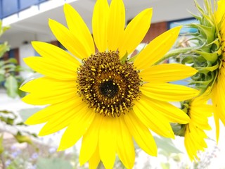 Sunflower in the bright morning sun.