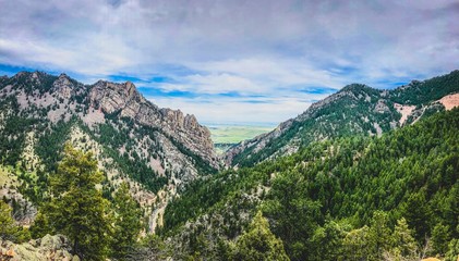 mountain forest vista