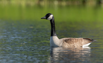 Obraz premium Canada Goose Family