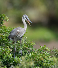 Fototapeta premium Great Blue Heron 