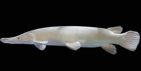 Albino Alligator Gar or Atractosteus spatula, Aligator Platinum fish – Lepisosteidae on black background