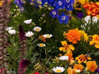 Obraz premium Assorted Flowers 