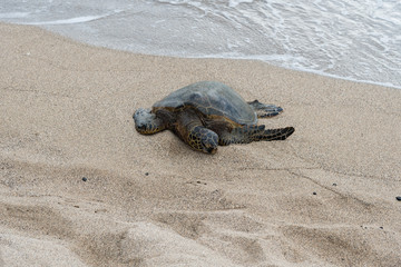 Large sea turtle at the beach on the Big Island of Hawaii