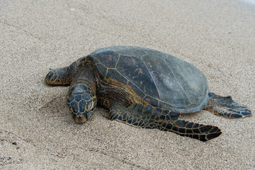 Large sea turtle at the beach on the Big Island of Hawaii