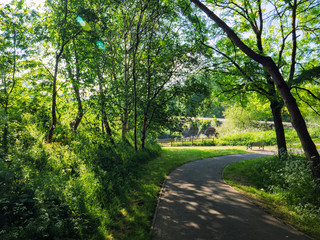 Naklejka premium Sunny spring forest,Northern Ireland