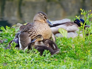 Mallard and Chicks