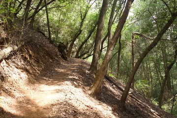 Armstrong Redwoods State Natural Reserve, California,  United States - to preserve 805 acres (326 ha) of coast redwoods (Sequoia sempervirens). The reserve is located in Sonoma County, Guerneville.