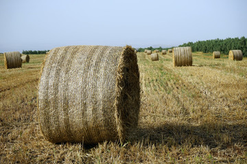 Straw on the field