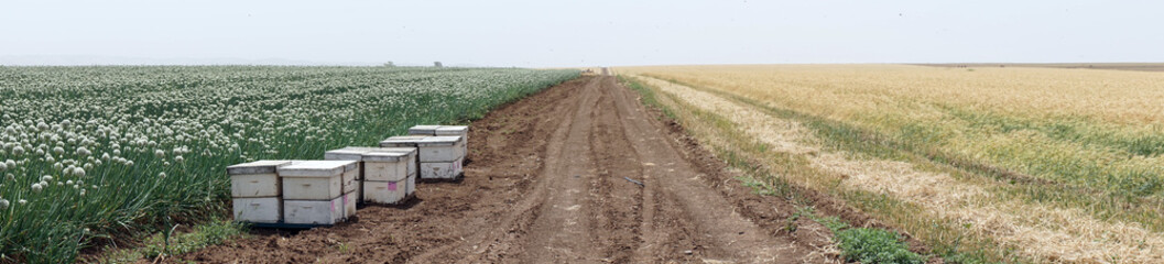 Onion field and beehives
