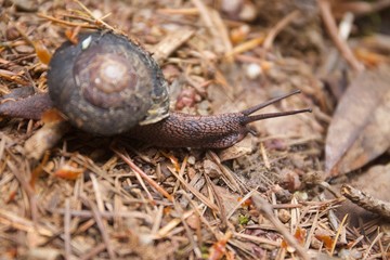 Armstrong Redwoods State Natural Reserve, California - to preserve 805 acres of coast redwoods (Sequoia sempervirens). The reserve is located in Sonoma County, Guerneville.