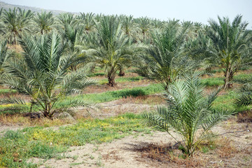 Palm tree grove
