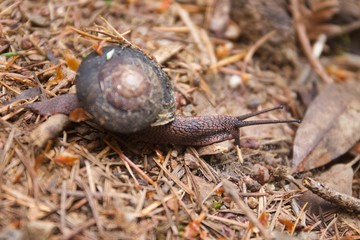 Armstrong Redwoods State Natural Reserve, California - to preserve 805 acres of coast redwoods (Sequoia sempervirens). The reserve is located in Sonoma County, Guerneville.