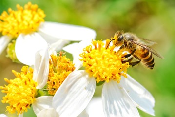 little bee smell  the white flower