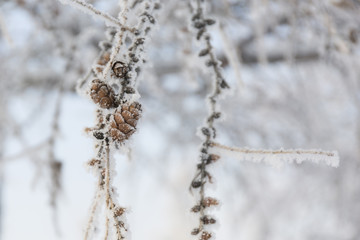 Snow-cowered pine branches with cone. Winter blur background. Frost tree.