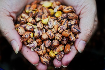 group of peanut in hand